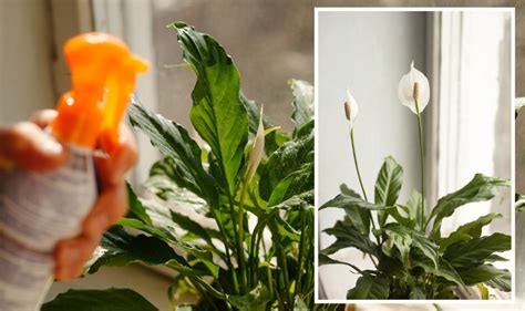 How To Care For A Peace Lily 5 Steps To Ensure ‘low Maintenance Houseplant Thrives Uk