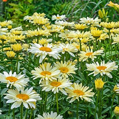 Perennials - Banana Cream Shasta Daisy