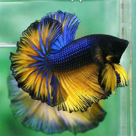 Aquarium Central Betta Pair Siamese Fighting Fish Mustard Gas