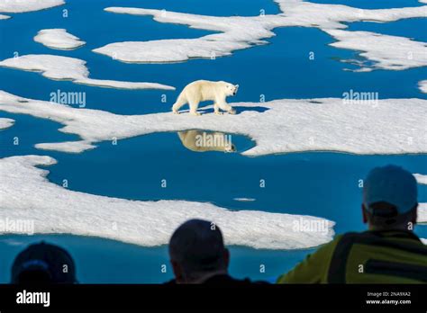 Curious Polar Bear Ursus Maritimus Walks On Melting Ice Pack As