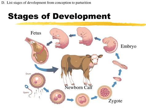 Ppt Animal Reproduction Powerpoint Presentation Free Download Id