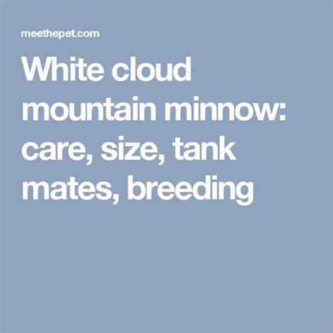 White cloud mountain minnow: care, size, tank mates, breeding | White ...