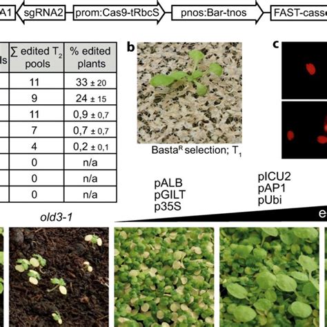 Systematic Comparison Of Promoters For Driving Cas9 Expression In