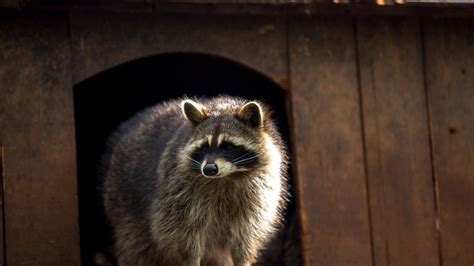 Rabid raccoon prompts rabies alert for parts of Brevard County: DOH ...