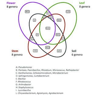 | Schematic representation of inhibiting activity of bacterial strains ... 