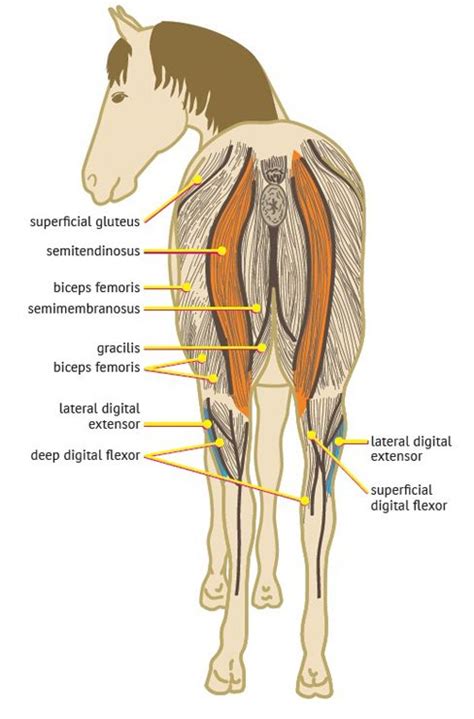 diseases resulting  hind limb gait deficits  horses stringhalt