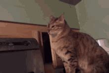 Cat Lol Cat Attack GIF - Cat Lol Cat Attack Hidden Attack - Discover & Share GIFs