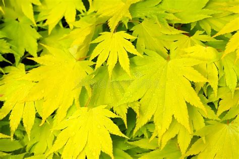 Green Leaves Of The Lime Tree In The Sunshine Stock Image Image Of