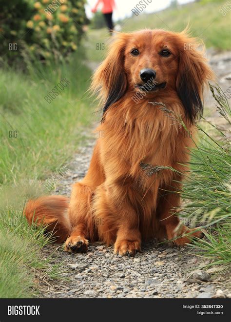 Long Haired Dachshund Golden Retriever Mix