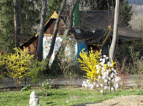 Gambar Bunga Kuning Menanam Pohon Rumput Rumah Pemandangan