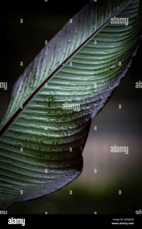 Rain Drops On The Leaf Of A Musa Red Abyssinian Banana Ensete