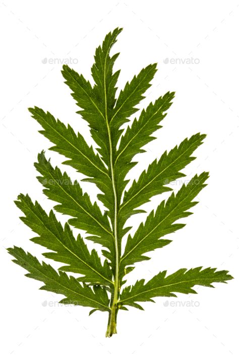 Leafs the medicinal plant of tansy, lat. Tanacetum vulgare, isol Stock Photo by kostiuchenko