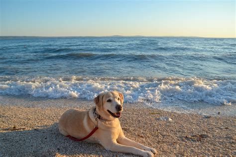 The 10 Best Dog-Friendly Beaches in the U.S. | SmarterTravel