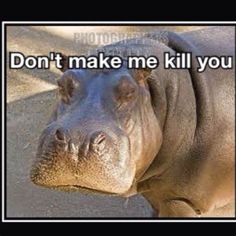 Funny Hippo Pic Hippopotamus Baby Hippo Hippo