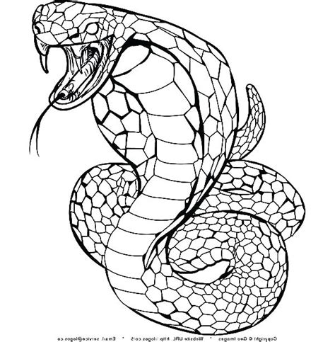 Viper Snake Drawing At Getdrawings Free Download