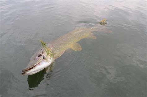 La Pêche Au Brochet Ouvre Ce Samedi