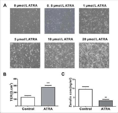 Atra Enhanced The Caco Cell Monolayer The Control Group Was Not