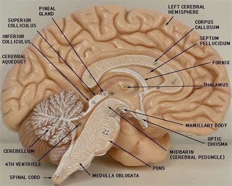 Major Parts Of The Brain On Diagrams And Models Brain Human