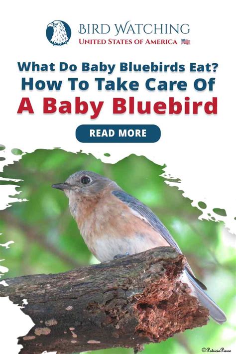 What Do Baby Bluebirds Eat? How to Take Care of Baby Bluebirds