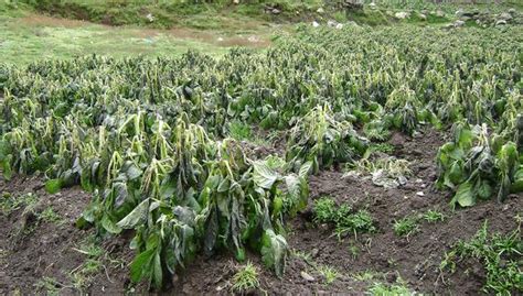 Pasco Helada Afecta Varias Hectáreas De Cultivos De Papa Y Pastos