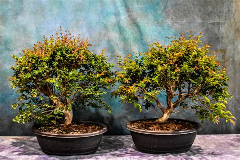 Jaboticaba 19 Pot Wigert S Bonsai