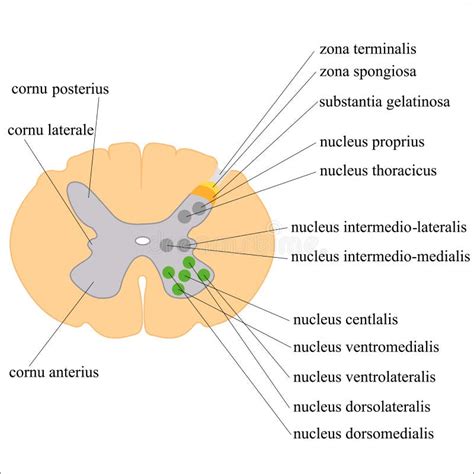 Substancia Mais Dura No Corpo Humano