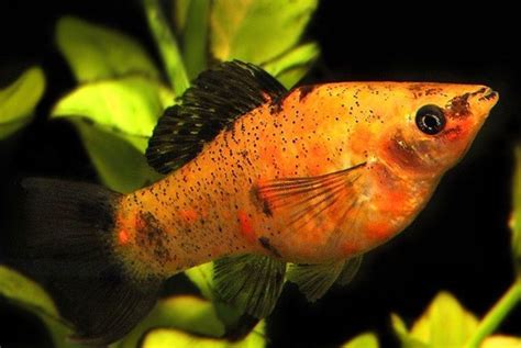 An Orange Fish With Black Spots On Its Body And Head Is Swimming In The