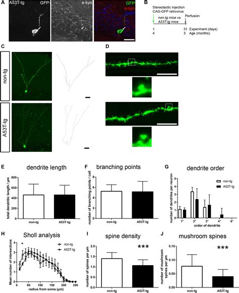 Frontiers Intracellular A53t Mutant α Synuclein Impairs Adult