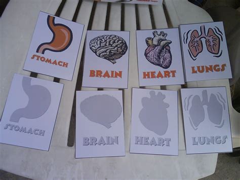 Brain And Heart Heart And Lungs Human Body Lapbook Year Old Girl