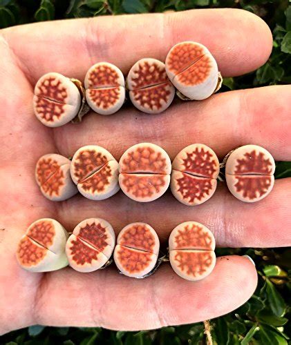 Live Exotic Lithops Karasmontana V Mickbergensis Var Red Top Living