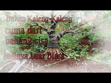 Cara Simpel Cara Buat Bonsai Kimeng Gabungan Hasil Memuaskan