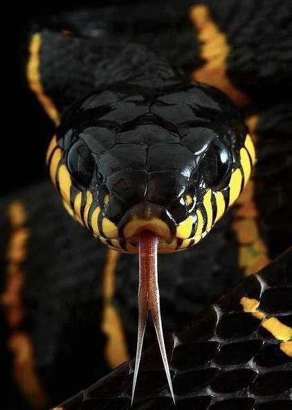 17 Best images about Poisonous Snakes on Pinterest | Gardens, Pit viper ...