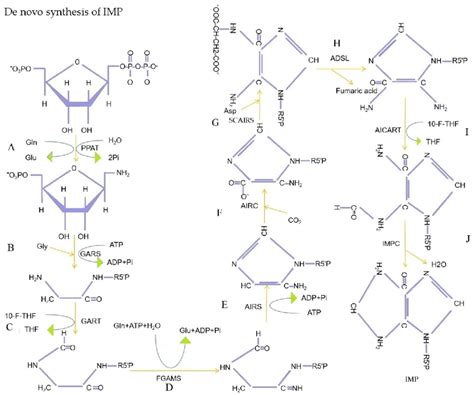 De Novo Synthesis Of IMP A Phosphoribosyl Pyrophosphate