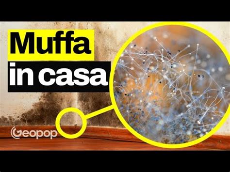 Il nemico n1 delle case la MUFFA cos è come eliminarla possibili