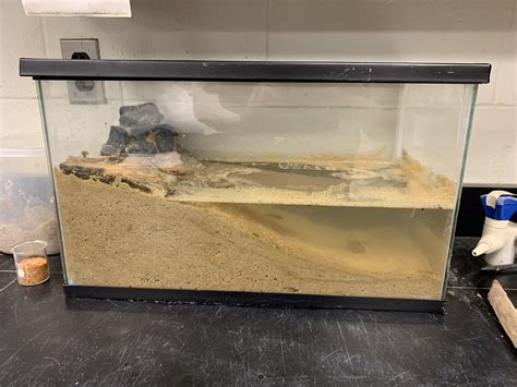 Fiddler Crab Habitat Setup