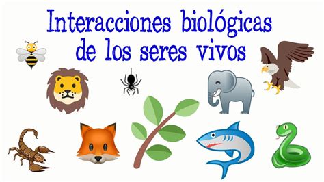 🐝interacciones Biológicas De Los Seres Vivos🌿 Fácil Y Rápido BiologÍa Youtube