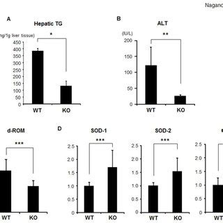 Effects Of Ido Deficiency On Intrahepatic Triglycerides The Serum Alt