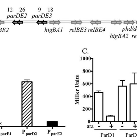 Autoregulation Of The V Cholerae Parde Loci A Schematic Of The