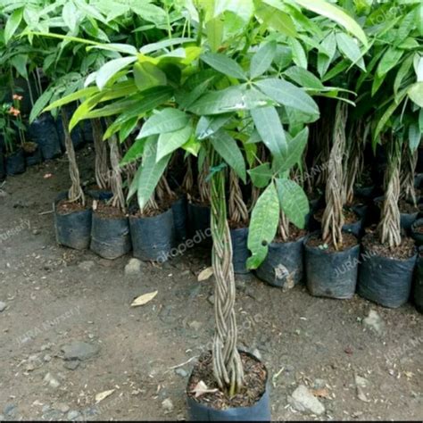 Jual Tanaman Pachira Kepang Money Tree Kota Tangerang Selatan