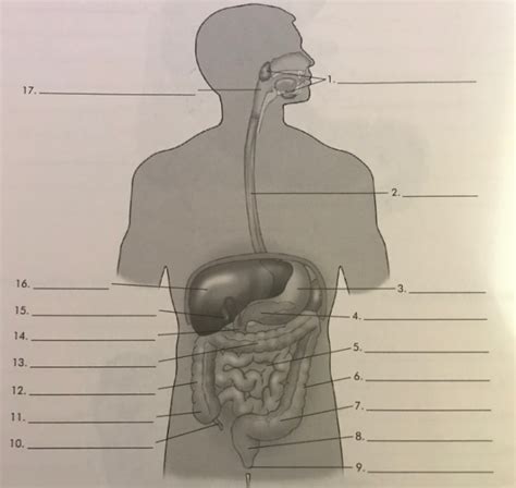 Gi Tract Diagram Diagram Quizlet