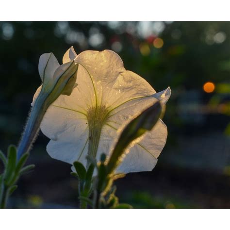 Pétunia nana compacta Snowball MRS Seeds Gazondirect fr