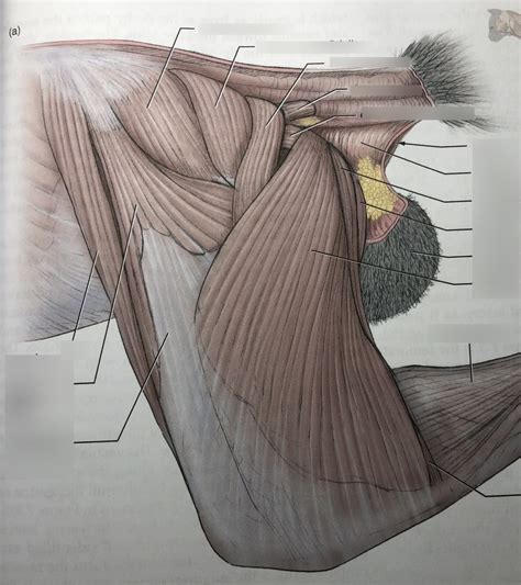 Cat Hip Muscles And Superficial Thigh Muscles 7 31 Lateral View