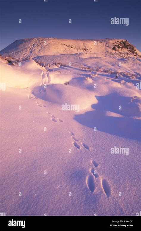 Mountain Hare tracks in snow Stock Photo - Alamy