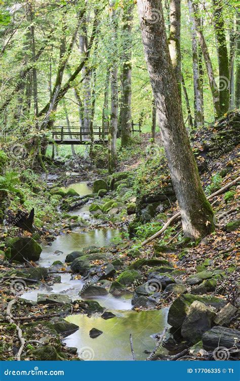 Brook In The Woods Stock Image Image Of Natural Path 17706335