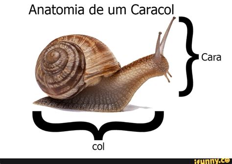 Anatomia De Um Caracol Cara