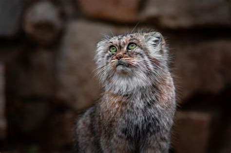 Premium Photo | Pallas's cat