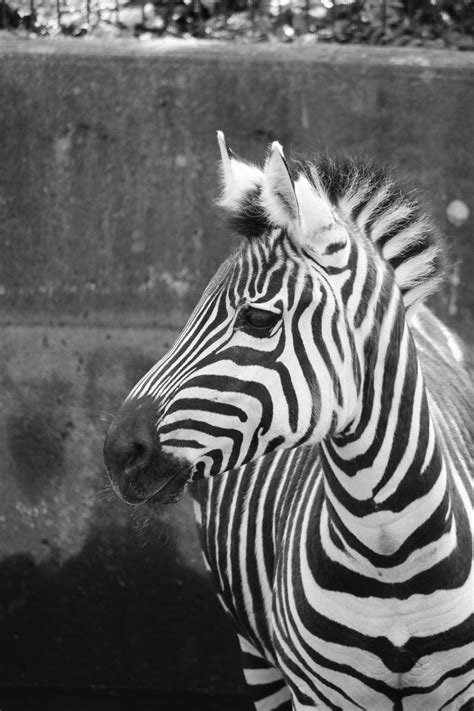 Free Images Black And White Zoo Mane Fauna Vertebrate Zebra