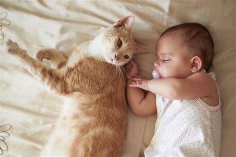 Heart-Melting Photos of Cats With Babies - Woman's World