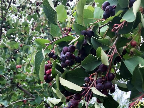 saskatoon-berries | Okanagan Xeriscape Association