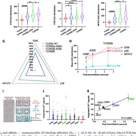 Cross Reactivity Screening Of Mage A3 Tcr Variants With Pmhc Libraries